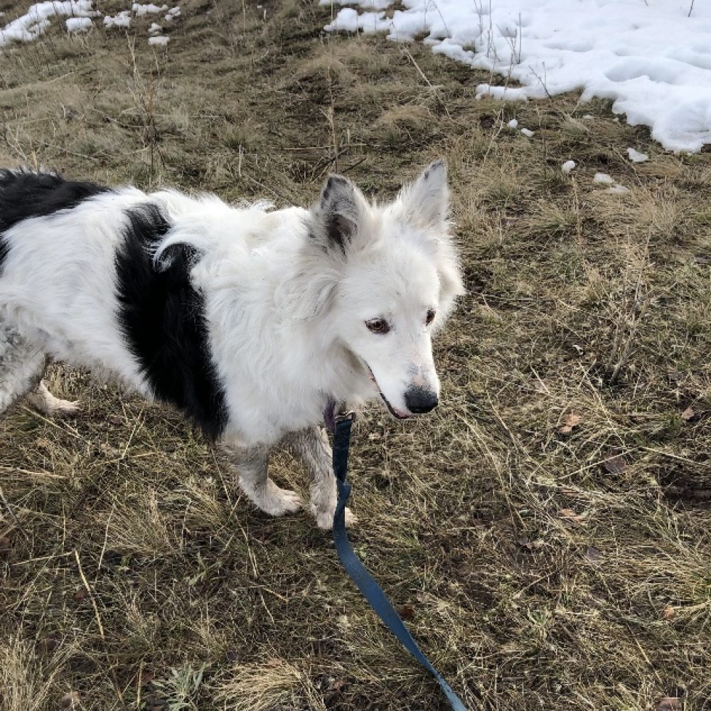 Bo is a female border collie mix. She is fairly mellow here at the shelter, which is always impressive! She's affectionate and kind, and does pretty well on a leash compared to most of our pups! We do know that she does not do well around cats.