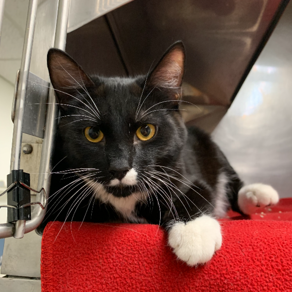 Drake is a little boy who was born in May. He is brothers with Josh. They are both pretty calm and cuddly, though I'm sure they'll love to have some room to play when they get settled into a home! They'll thrive adopted together or separately.