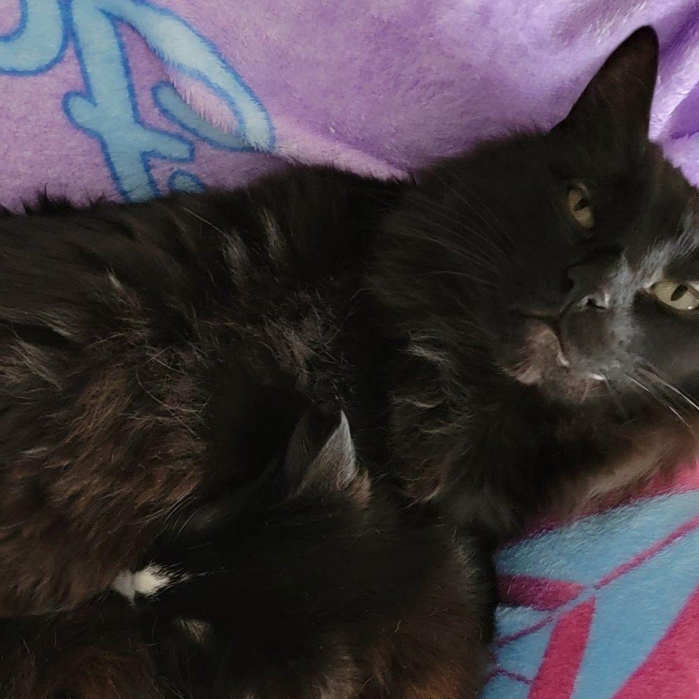 Hugo is a male, about 5 years old, and is bonded with Scarlet. Very friendly, but may take some time to warm up to new people. Good around kids. Both cats are declawed, and therefore should be indoor only cats.