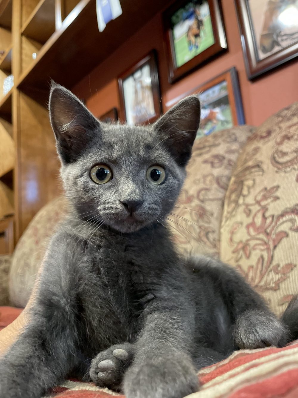 Toto's twin, Dorothy, is a stunning Blue shorthair kitten. She is very smart and alert. She likes to sit back and watch her brothers get into trouble first. She will make a wonderful pet. Fine around other cats and dogs. Born: 07/17/22
