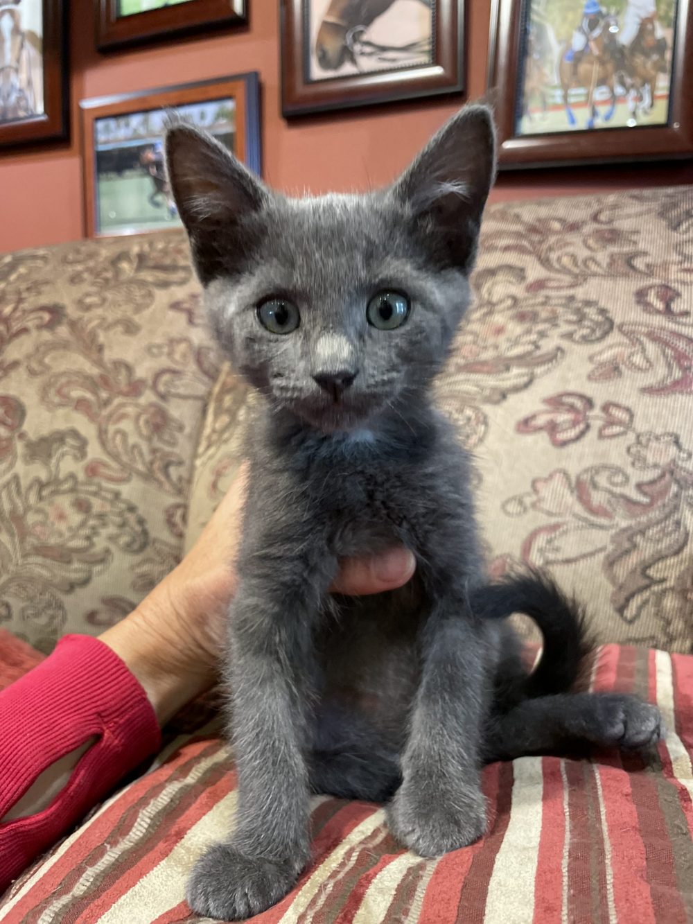 Twin to Dorothy, Toto, is a beautiful shorthair blue coat, with a little tuft of white that looks like a bow tie. He is the class clown and VERY brave and sweet. Nothing bothers him, and loves other cats and dogs too! Born: 07/17/22
