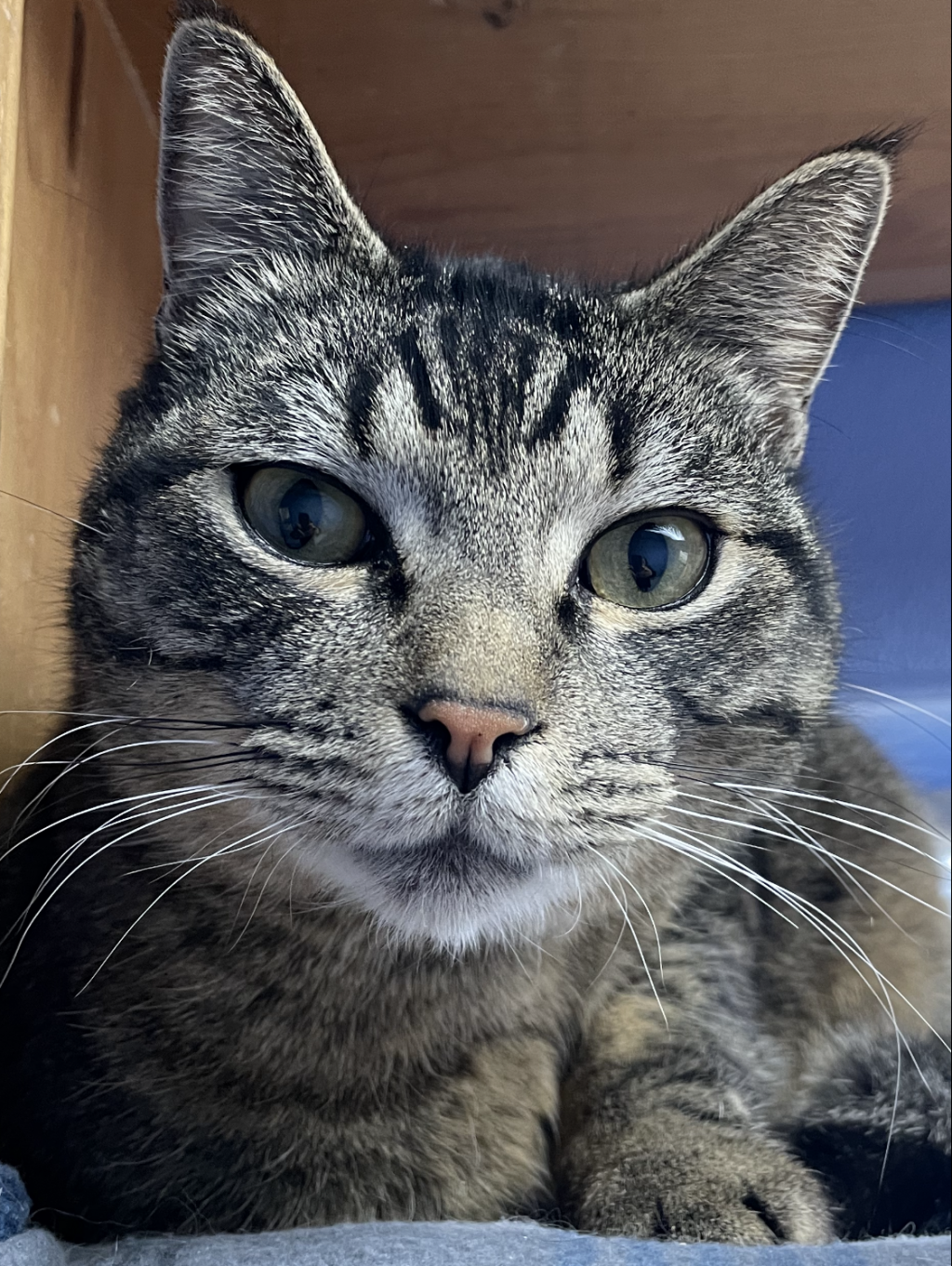 Catman is a 5 year old neutered male Tabby. He is super sweet with a calm demeanor. Brother to Goose. Likes to have the bridge of his nose petted. Good with other cats and dogs.