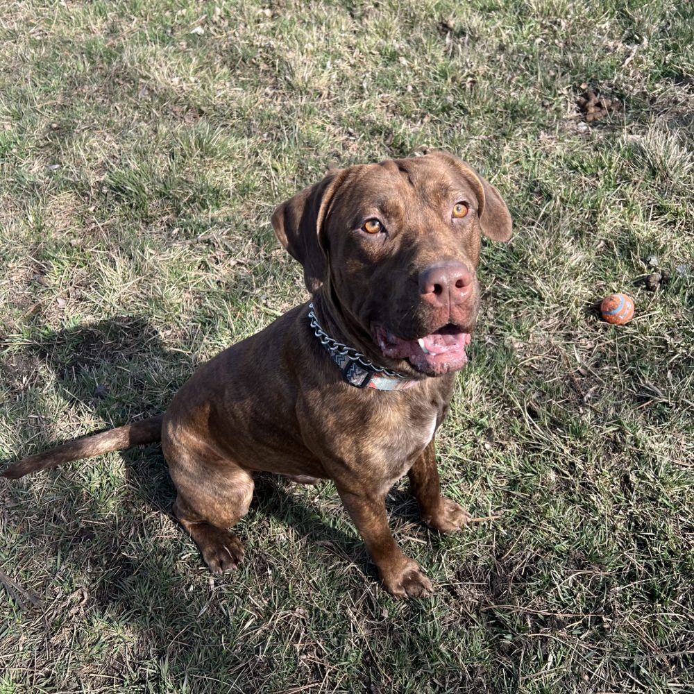 Meet Moose a 1 year old pit/lab mix! Moose gets along great with other dogs, kids, and cats but he doesn’t do well with chickens. Moose is a super sweet guy who enjoys running and playing with other dogs or people! Moose always knows a few basic commands like sit and he’s eager to learn more! Moose is available for adoption, come meet this amazing kid!