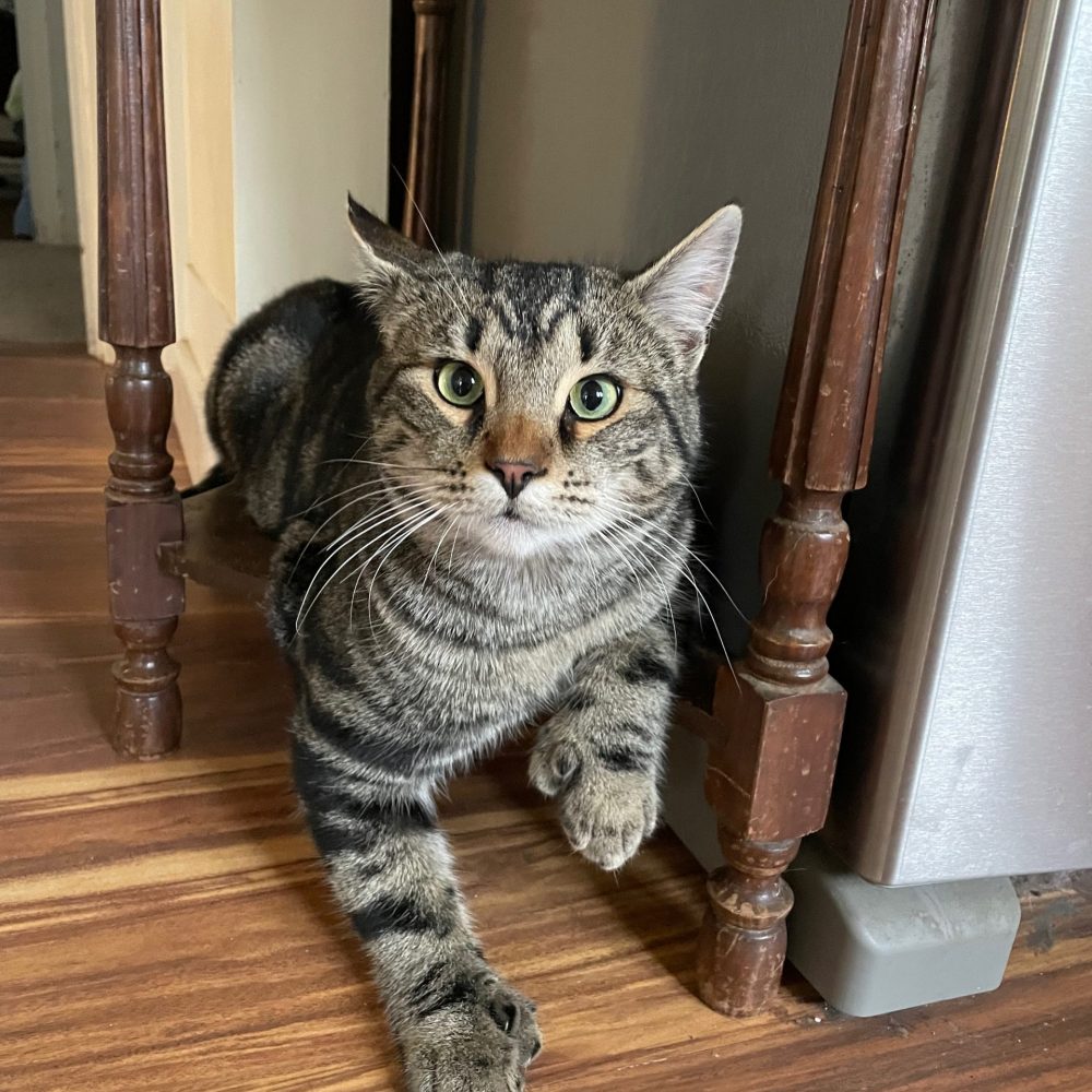 Aang was brought in as a stray, but is super cuddly, curious, and playful. He's about 1-year-old and is neutered and up-to-date on shots/dewormer.