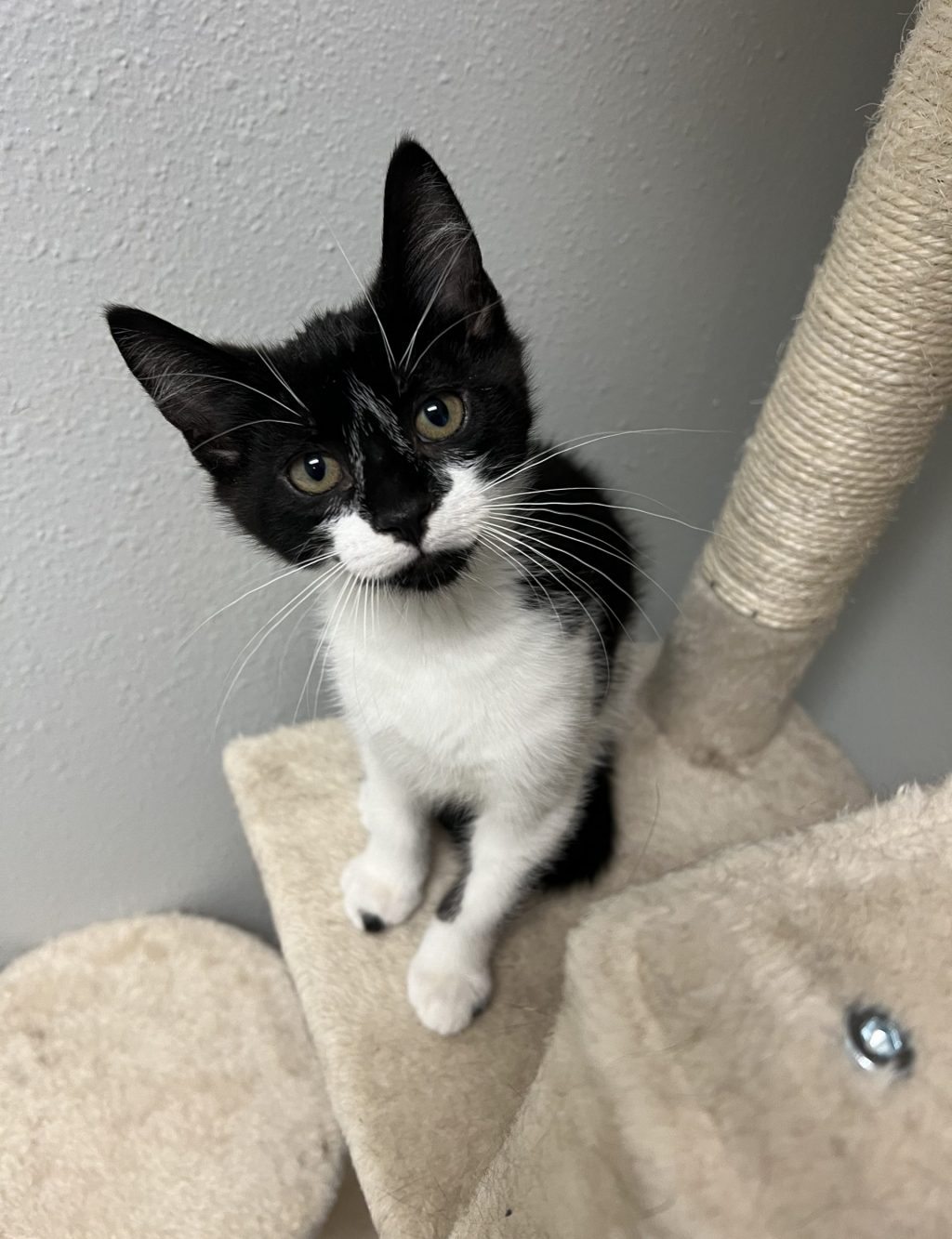Born 4/4/2024 meet Wishbone! This cute boy gets along great with other cats, he hasn't met any dogs face-face but doesn't get spooked when he hears them barking! Wishbone is very cuddly and loves to sleep with you, by himself, or in a ball with other cats! Wishbone is a neutered and his adoption fee is only $100!