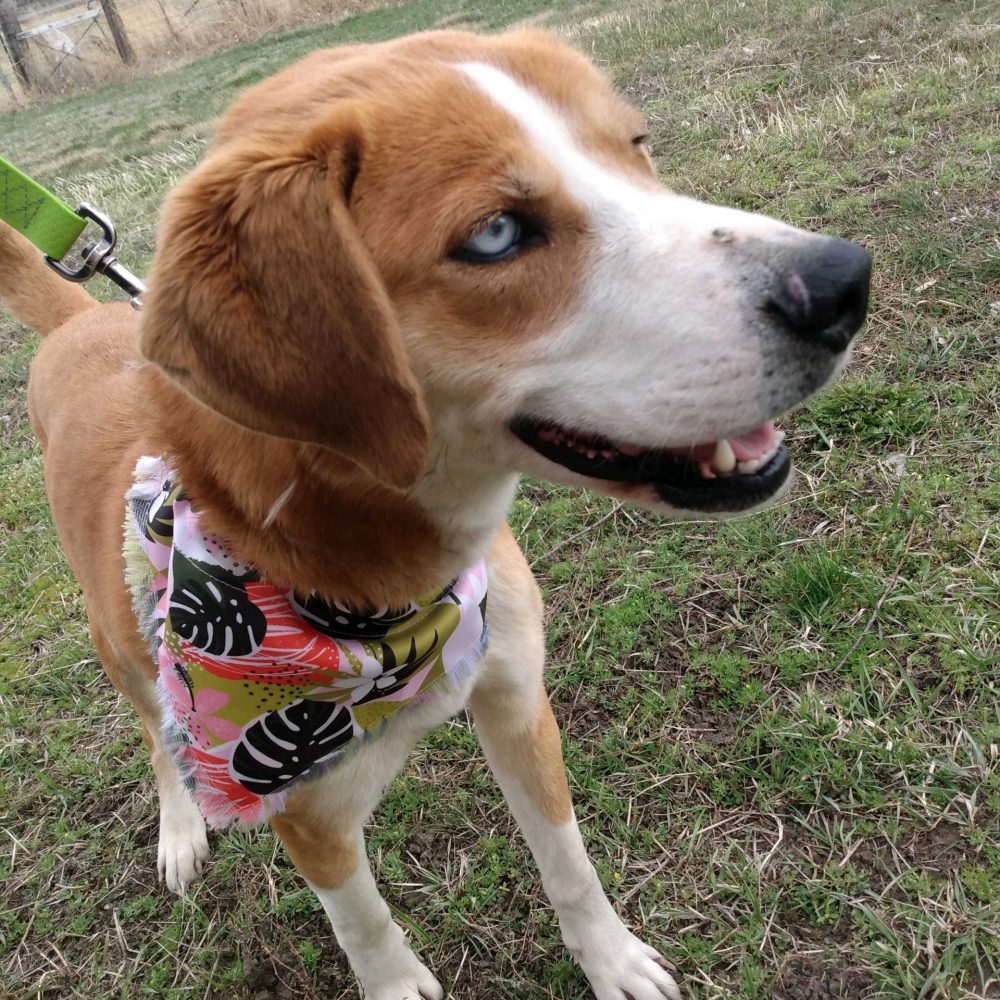 Meet Poppy! Poppy is a healer corgi mix who is about a year old. Poppy came to us as a stray so we're still learning about her previous life. Poppy knows a few basic commands like sit and shake! Poppy is a sweet girl who is looking for her people, come meet this sweet girl!