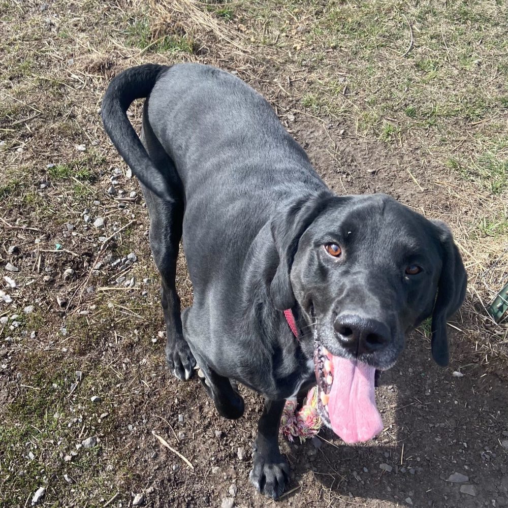 Meet Rooster! Rooster is a full grown lab who is a gentle giant. He is an almost 6 year old sweet and loving guy who is very gentle on the leash and knows several commands. Rooster gets along great with other dogs! Rooster is available for adoption, come meet this handsome guy!