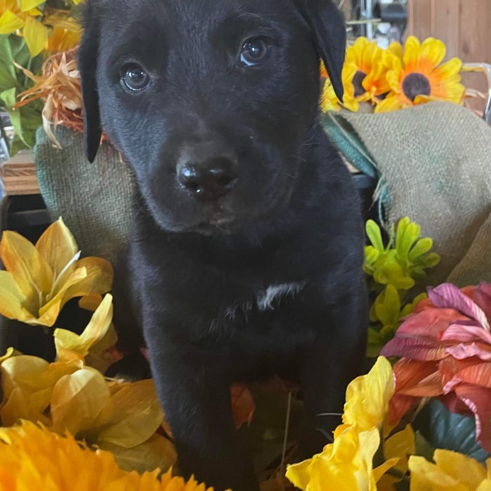 Come meet Colby, he is extremely sweet and happy to curl up into your lap or just follow you around. He was second to explore the puppy pool so this little guy may grow up to love the water. 
Colby is six weeks old and now available for adoption.