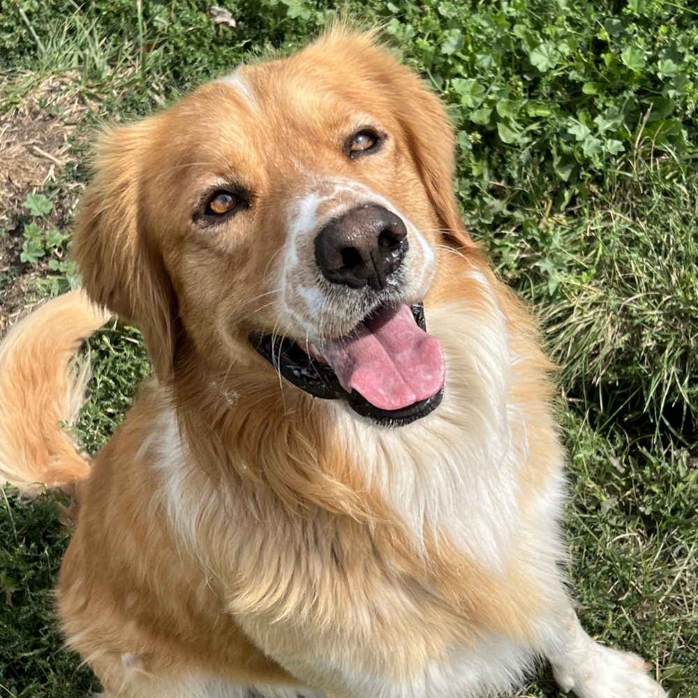 Meet Fred! Fred is a 2 year old golden retriever mix! Fred does great with other dogs who are as energetic as him but isn’t too sure about cats. He absolutely loves treats but he’s a little picky. Fred loves being outside, it’s his favorite part of the day! Fred is available for adoption, come meet this kid!