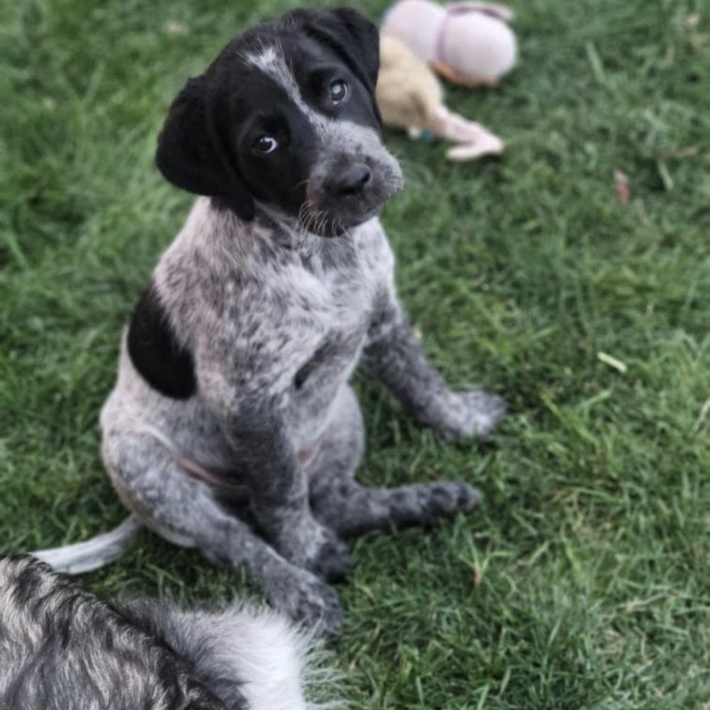 Born in July, meet Cookie! She is a german shorthair large breed mix.