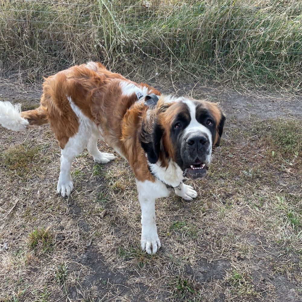 Meet Phoenix! Phoenix is a 2 year old Saint Bernard! He is super sweet and loves attention! Phoenix does great on leash and takes treats gently. Phoenix gets along great with kids, dogs, and cats! Phoenix is house broken and microchip. This baby is available for adoption, come meet this cutie!