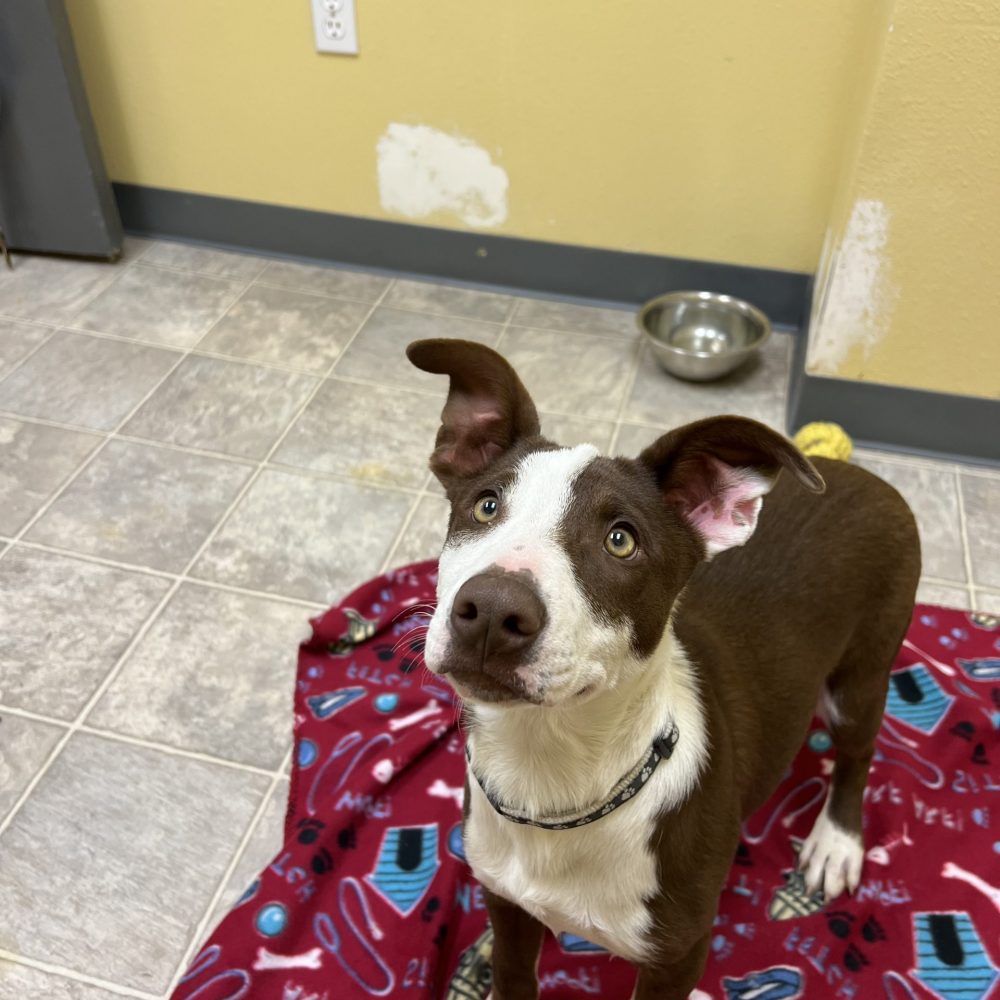 Born June 10th, meet Dracula! Dracula is a heeler border collie fix. He absolutely loves children! Their happy energy makes him happy! Dracula does great in baths, he enjoys the extra attention and warm water! This baby is available for adoption, come meet this cutie!