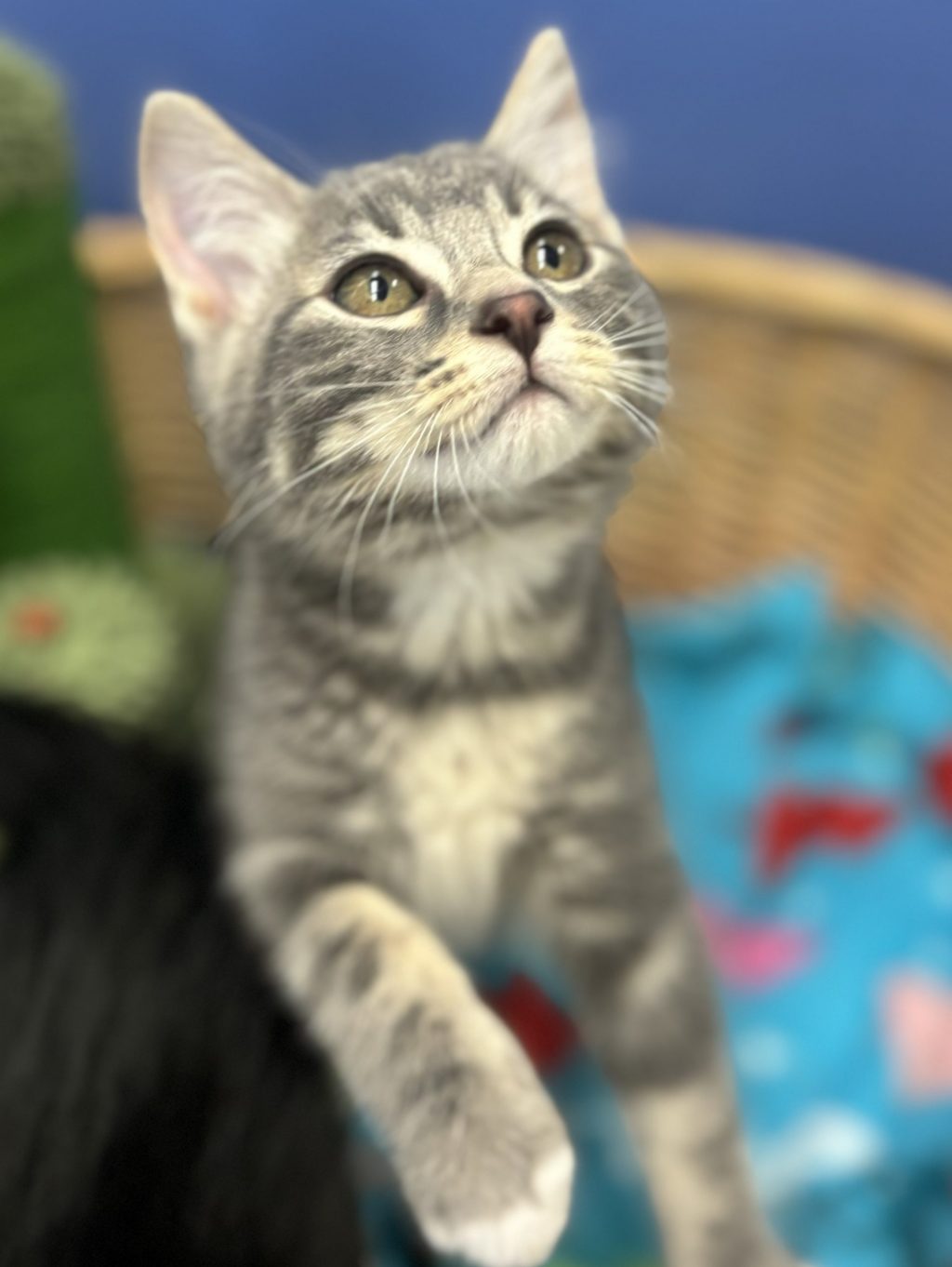 Born April 23,2024 meet Armani! Armani is a very sweet cuddly baby who loves to explore new things! He gets along great with other cats but hasn't met any dogs. He loves to get pets but absolutely loves to play with any and all toys! Armani is available for adoption, come meet this sweet boy!