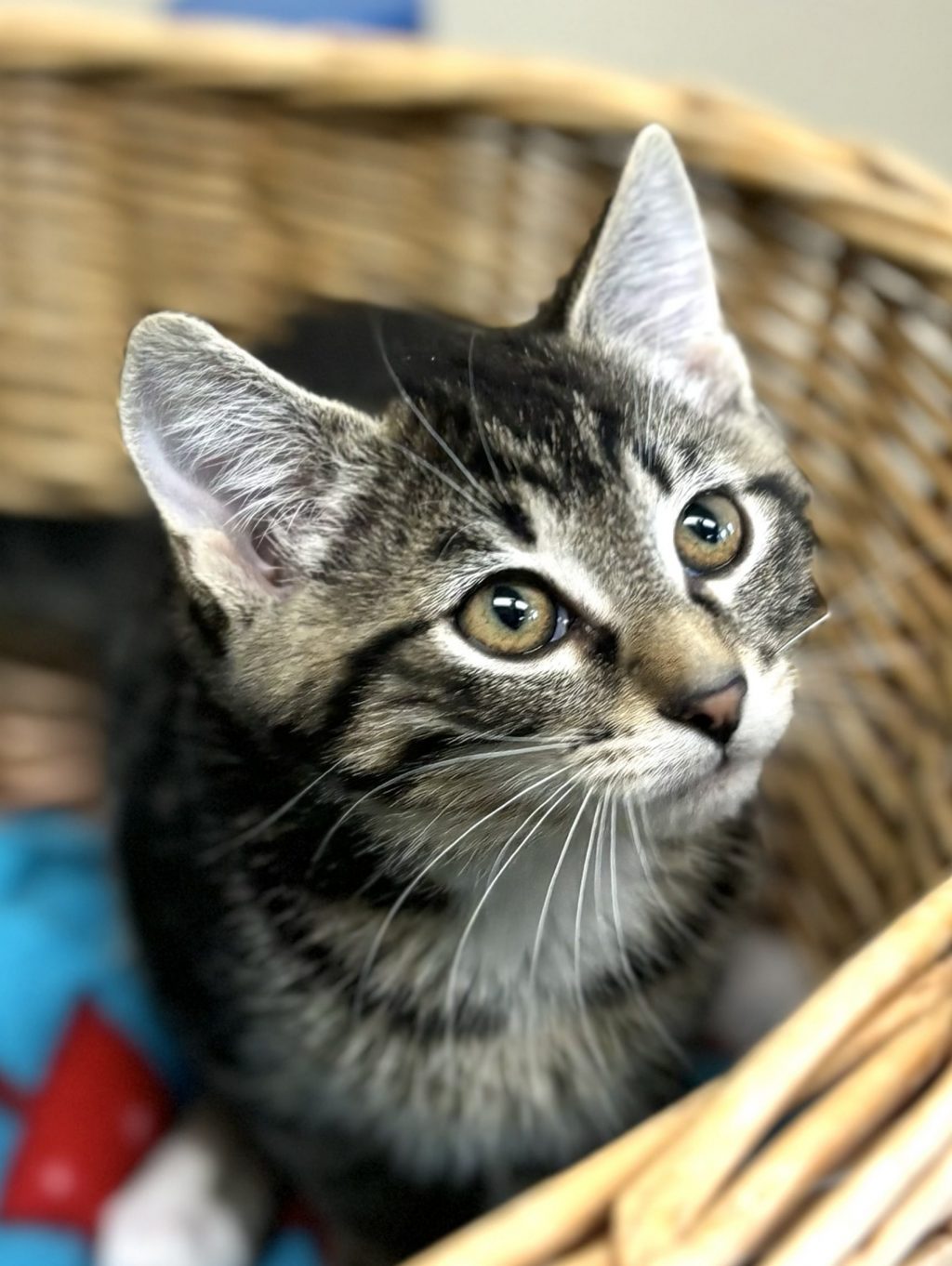 Born April 23, 2024 meet Gucci! Gucci is a very calm kitten who loves to get attention or nap! He gets along great with other cats but hasn't met any dogs. He loves to play with other kitties especially if a cat tail is involved or a laser! Gucci is available for adoption, come meet this sweet guy!