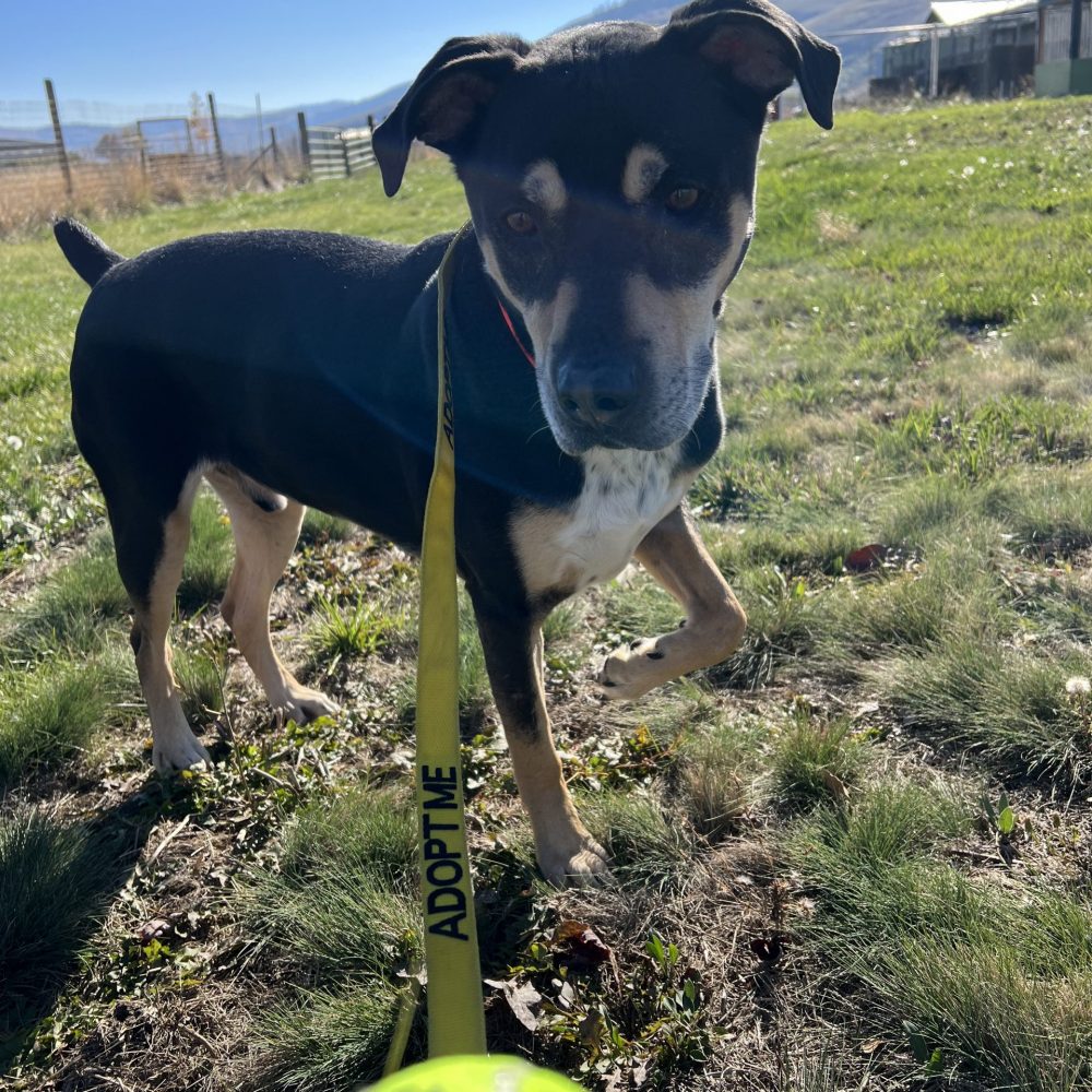 Meet Batman! Batman is a 6 year old mixed breed. Batman already knows a few commands like sit, lay down, and shake! This boy is a huge fan of tennis balls! He loves when you throw it or just hold it for him! Batman is available for adoption, come meet this sweet boy!