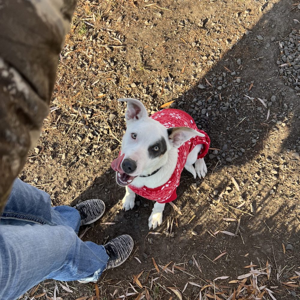Born June 10th, meet Ghost! Ghost is a heeler border collie mix. Did someone ask for puppy kisses? Ghost will come running to you for some! He absolutely loves children, he finds them exciting! Ghost is available for adoption, come meet this sweet boy!