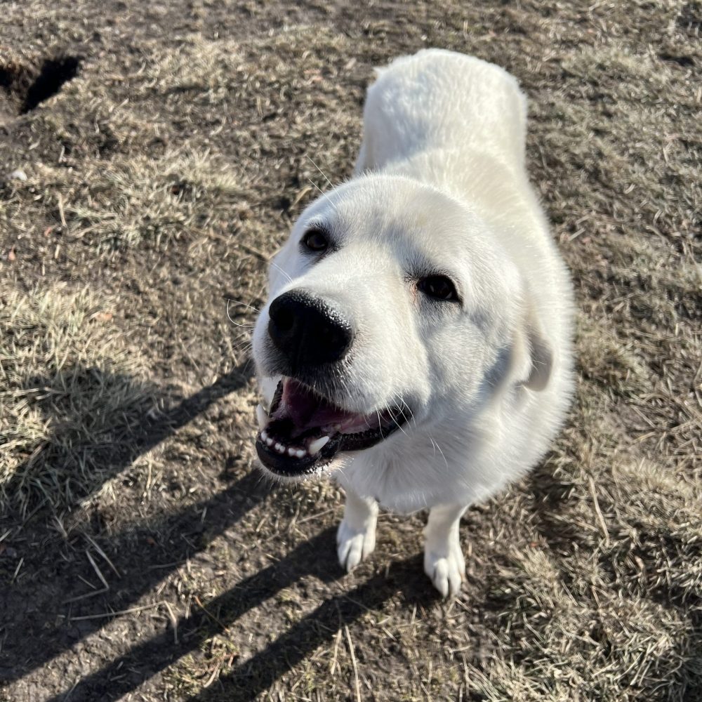 Meet Jackson! Jackson is a 3 year old great pyrenees. Jackson absolutely loves pets! He absolutely loves to go for runs, walks, and hikes! Jackson is a playful kid who gets along great with kids and other dogs! Jackson is available for adoption, come meet this kind boy!