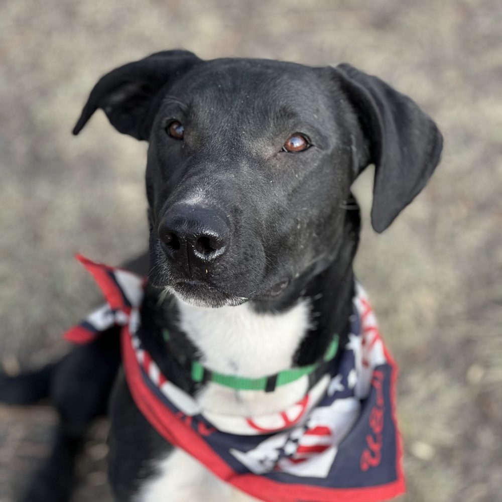 Meet Rudolph! Rudolph is a 1 year old lab mix! He gets along great with kids and other dogs! He loves to learn and he loves car rides! He already knows a few basic commands like sit! This sweetheart loves to learn and please his people! Rudolph is super patient and is ready to learn anything! Rudolph is available for adoption, come meet this cutie!