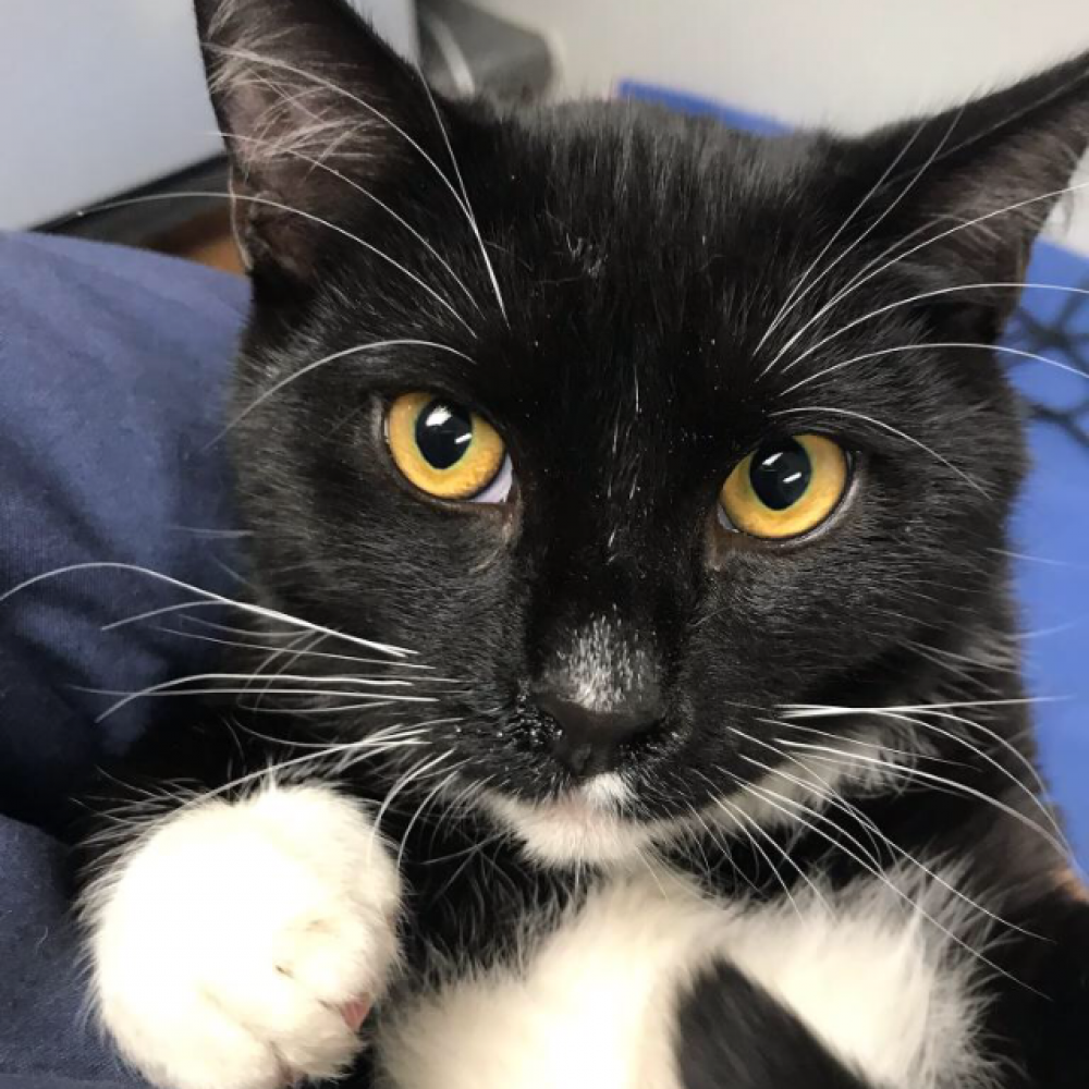 Josh is a little boy who was born in May. He is brothers with Drake. They are both pretty calm and cuddly, though I'm sure they'll love to have some room to play when they get settled into a home! They'll thrive adopted together or separately.