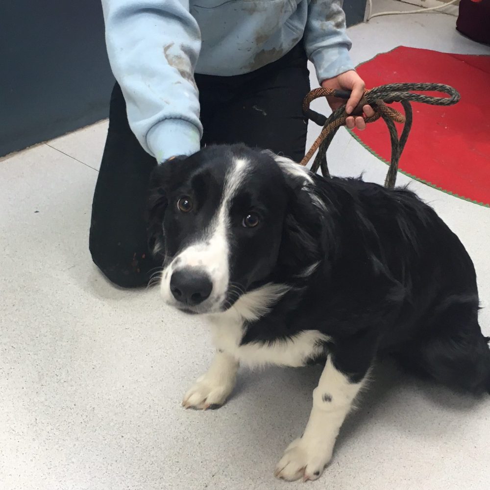 Leslie is an adorably sweet border collie mix. She is shy but very loving. True to her breed, she will need a consistent exercise and mental stimulation to be her happiest self.