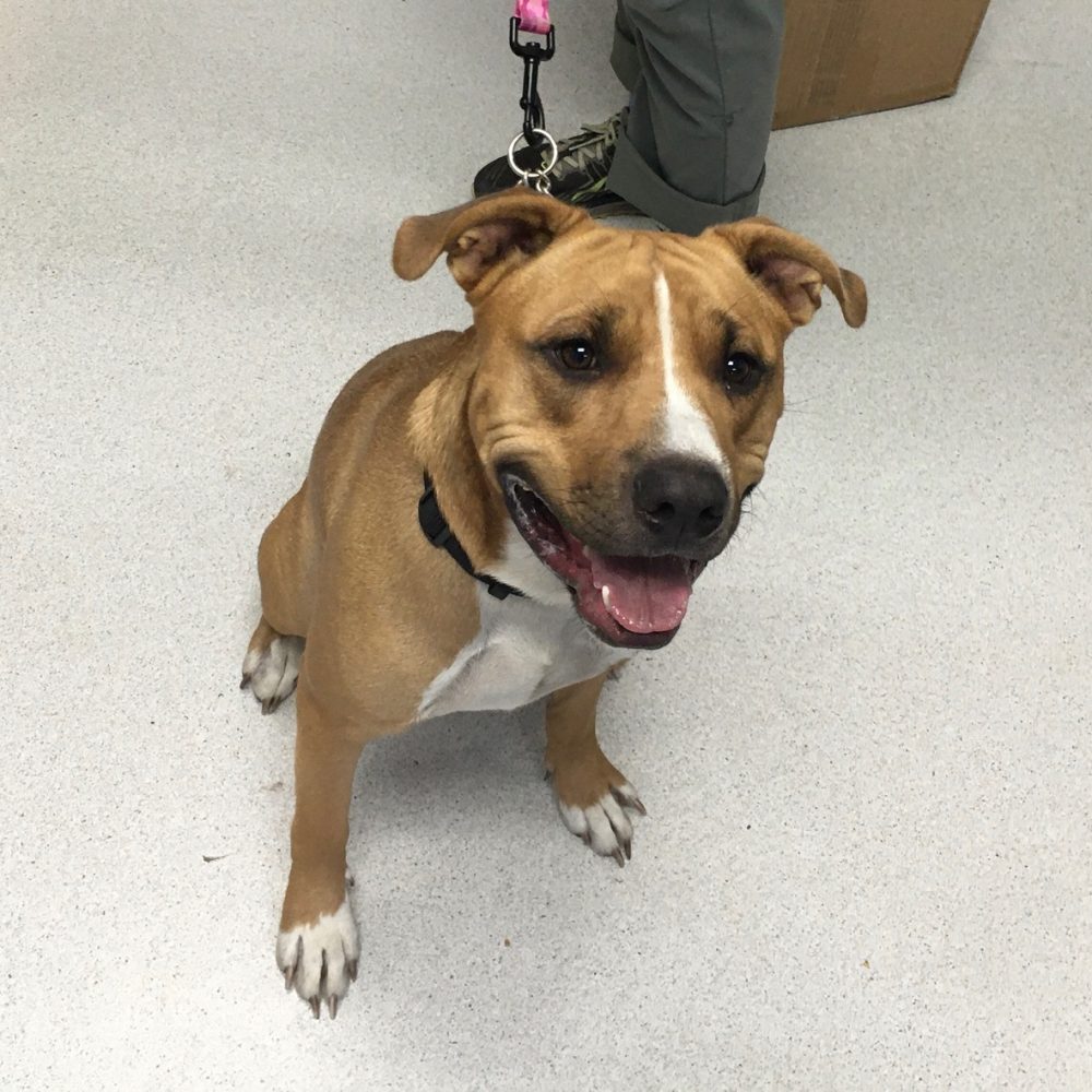 Luis is a very sweet pit bull mix. He came to us as a stray so we don't know his history, but his present is pretty great. He knows how to sit, lay down, and be very loving. He can be a bit timid at first, but warms up and trusts quickly.