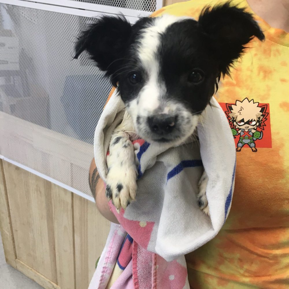 Rintintin is a 12-week-old little boy. We know both parents weren't much more than 20 pounds, but we aren't certain on breed. Our best guess is a Jack Russel Mix, but whatever they are, they are playful and adorable!