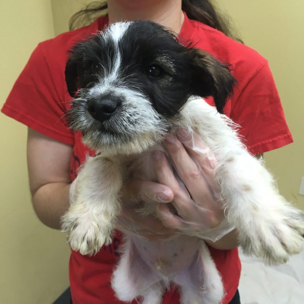 Spot is a 12-week-old little boy. We know both parents weren't much more than 20 pounds, but we aren't certain on breed. Our best guess is a Jack Russel Mix, but whatever they are, they are playful and adorable!