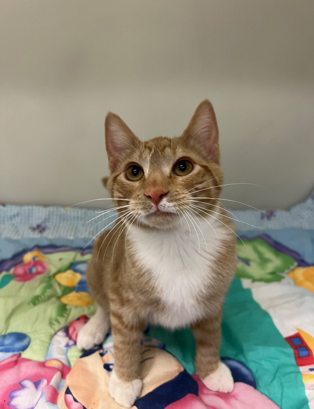 Meet Jinx! Jinx loves to be cuddled! His favorite thing is to get attention from people or play with his brother. Jinx is a super sweet and loving guy, come meet this cutie!