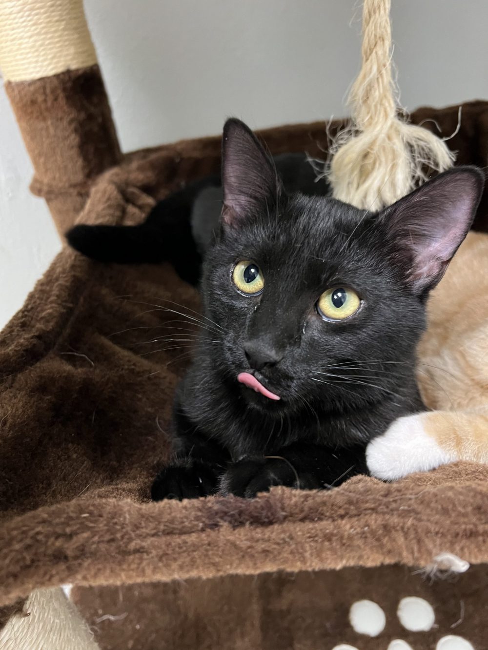 Meet Phoenix! Phoenix loves exploring, he loves seeing new things! He is super playful and likes a good pet! He loves wrestling with his brother or just peacefully napping in his bed! This baby is available for adoption, come meet this cutie!