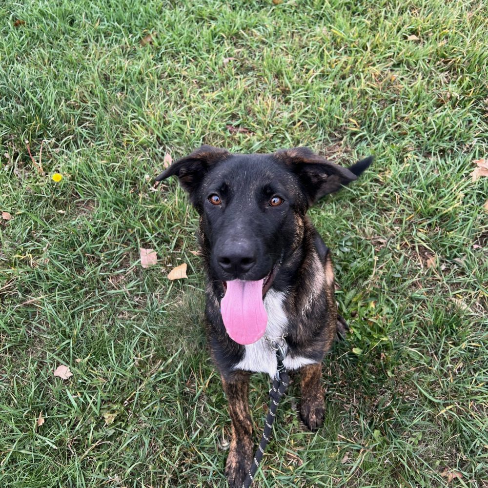 Meet Skye! Skye is a 1 year old shepherd mix. Skye is gentle while taking treats and already knows how to sit. This sweetheart loves to be cuddled especially if belly rubs are involved! Skye loves to play fetch. This sweet girl is available for adoption, come meet this cutie!