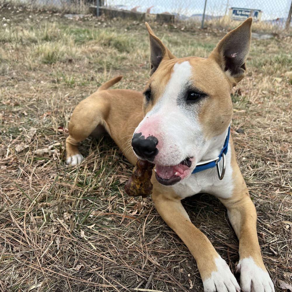 Winston is a talkative ~2 years old bull terrier mix. Brought in as a stray, we don’t know a whole lot about his background.  Winston gets along with other dogs, but will need an introduction if there are dogs already in the home. Come meet this handsome boy!