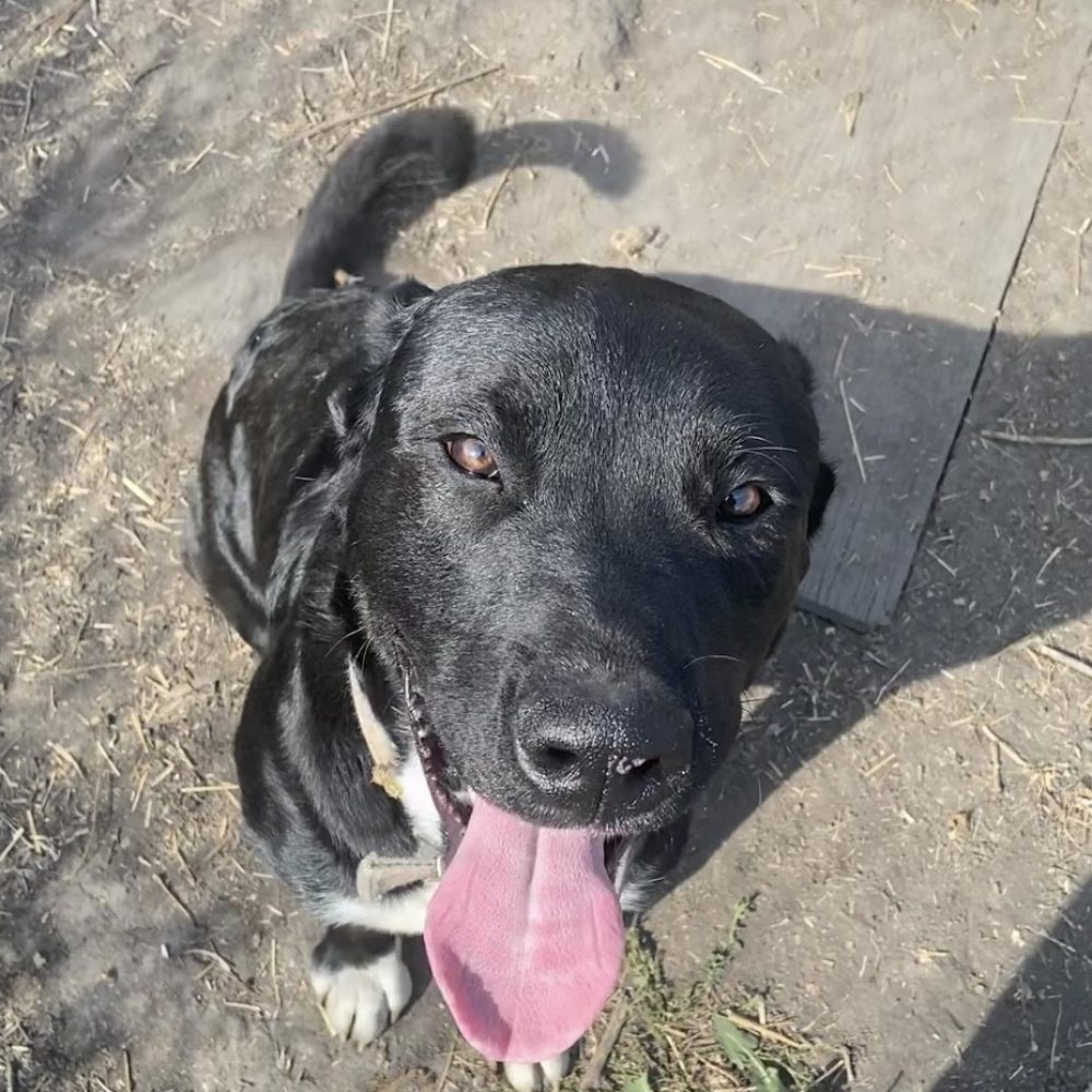 Meet Cain, a 1 year old lab/pit mix. Cain is eager to learn,  but already knows some basic commands. He will need to be introduced to new dogs, if there are dogs already in the home. He will make a great companion to go on outdoor adventures!