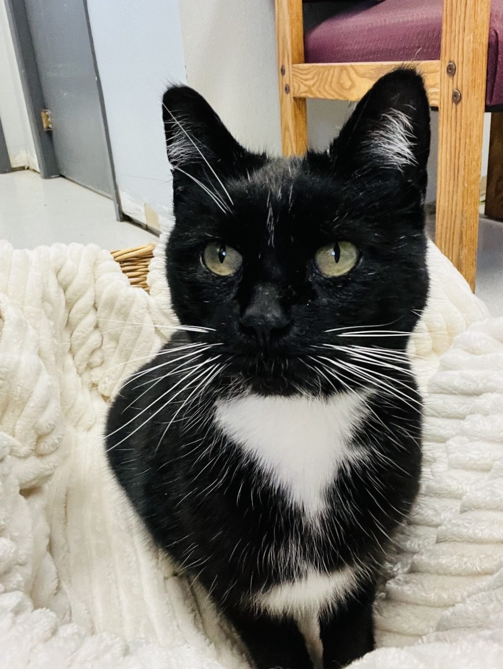A dapper gal, Socks is an 8 year old tuxedo. With her unique squeak like meow, Socks loves pets and playing with a cat teaser. Socks is available for adoption, come meet this sweet little girl!