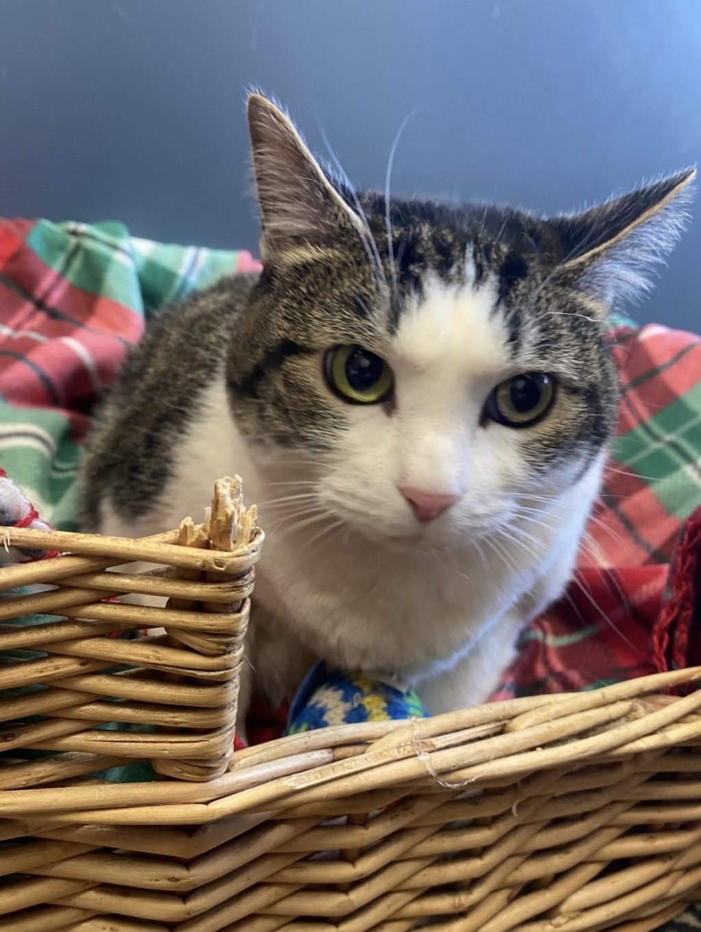 Meet sweet Minka! She is a super friendly girl who loves her naps! Minka doesn’t take the best care of her fur, and instead enjoys being brushed often. Daughter to Mama, they have a great bond and love to be near each other! Minka is available for adoption, come meet this amazing girl!