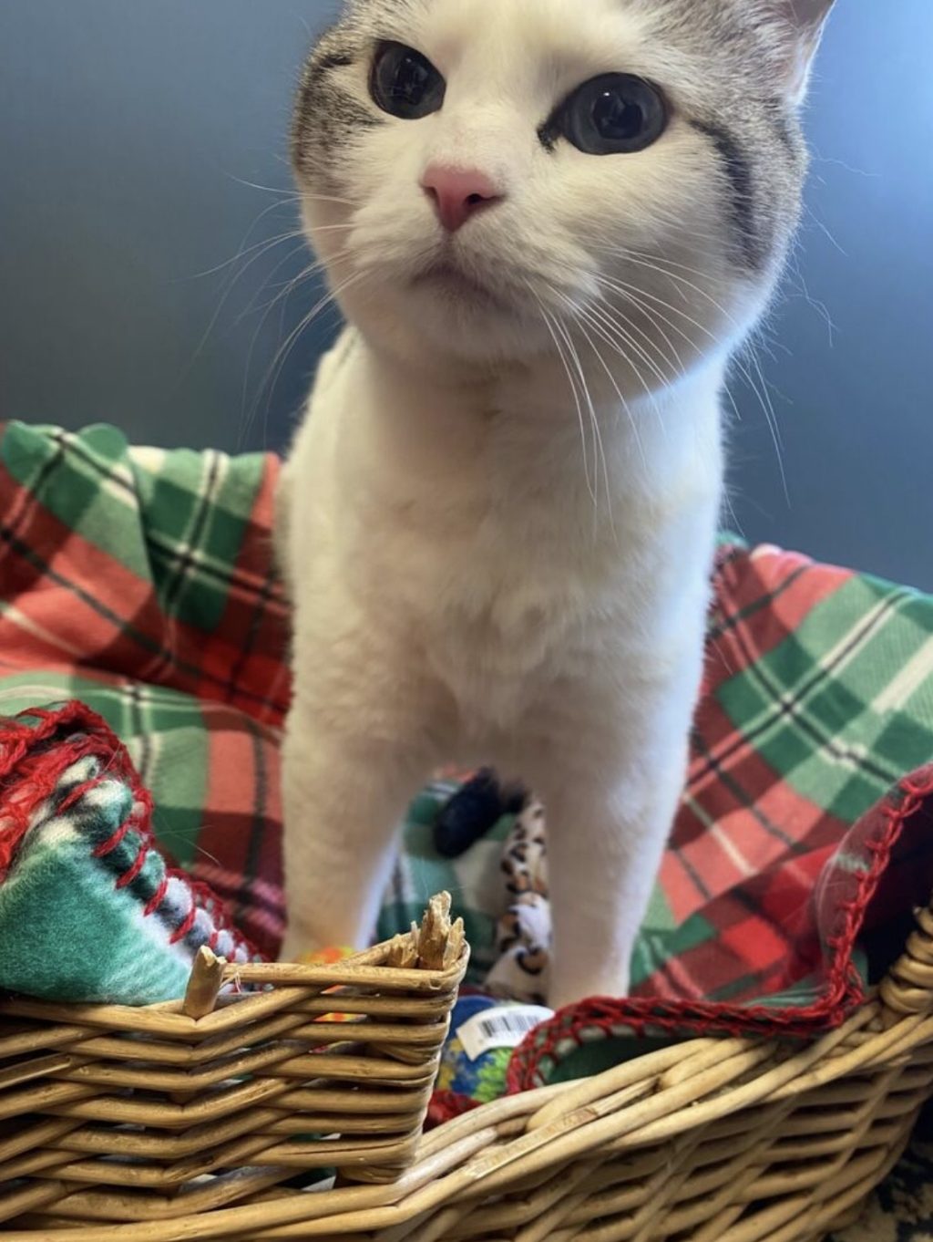Mama, mother to Minka, has extremely soft fur that she takes excellent care of. She is vocal and loves attention, and isn't afraid to get what she needs. Mama loves to climb up onto your shoulders and lay her head around your neck. Mama is available for adoption, come meet this sweet baby.