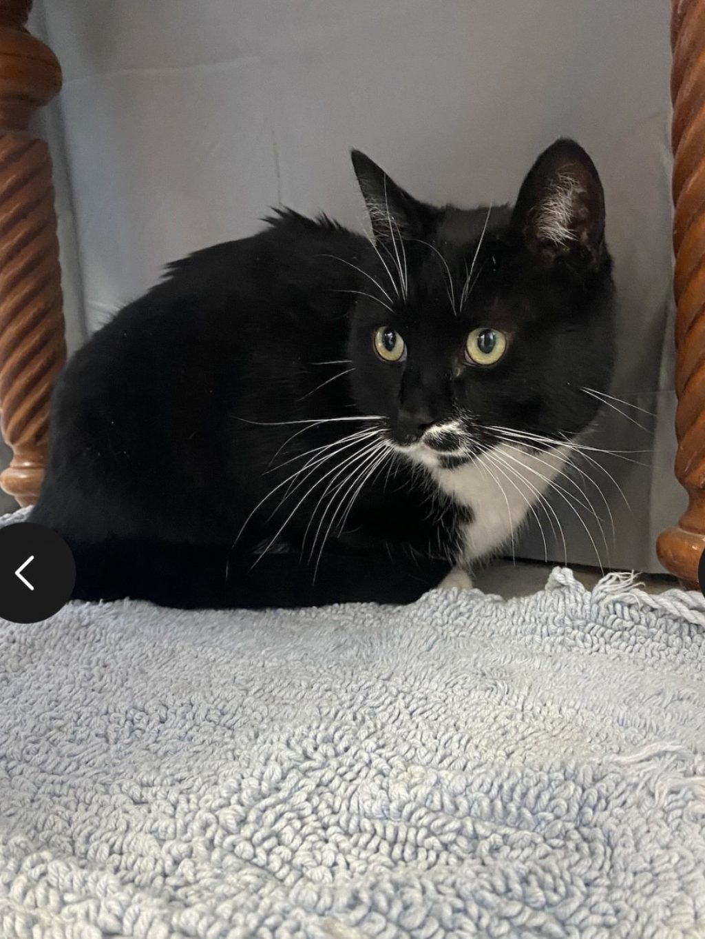 This reserved fella is Artemis.  He is shy but is slowly warming up. Artemis will let you hold him, but only if you agree to pet him at the same time. He gets along fine with other cats and is a middle aged, approximately 5-8 years old. He would love a quiet and chill home.