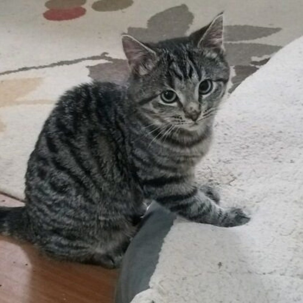Maisel is about 3 1/2 months old tabby. She loves to play loves other cats and doesn't mind the dog in her foster home. She loves people and demands attention very relentlessly. She plays rough so she would do best in a home without young children.